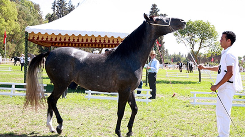 Les concours d’élevage des chevaux Barbe et Arabe-Barbe Edition 2017 à Marrakech et à Meknès