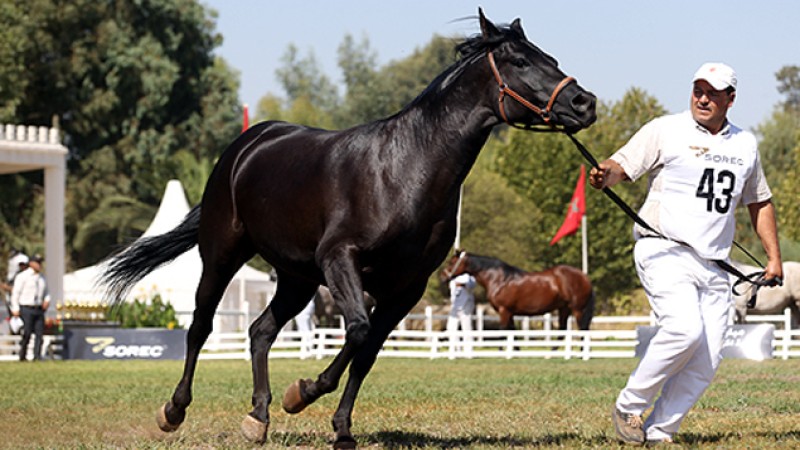 Meknès: Quelque 180 éleveurs au 2è concours inter-régional des chevaux Barbe et Arabe-Barbe
