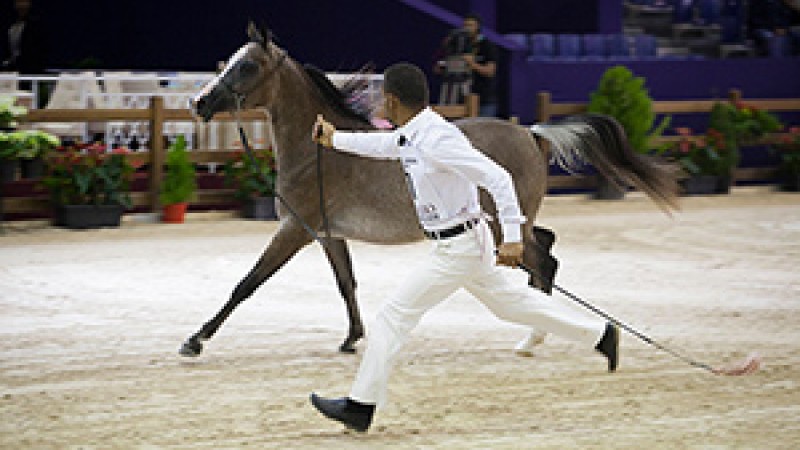 8e édition du Salon du Cheval d’El Jadida : Une journée sous le signe du Portugal et du cheval Arabe