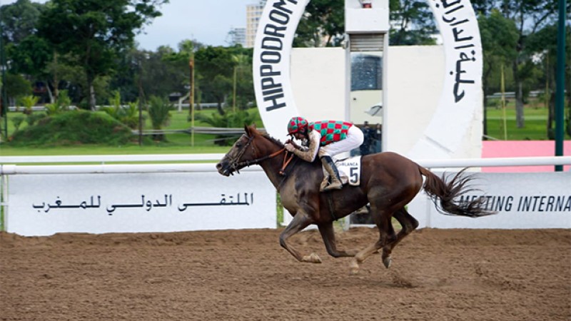 Le cheval Taymour remporte le Grand Prix de SM le Roi Mohammed VI du pur-sang Arabe