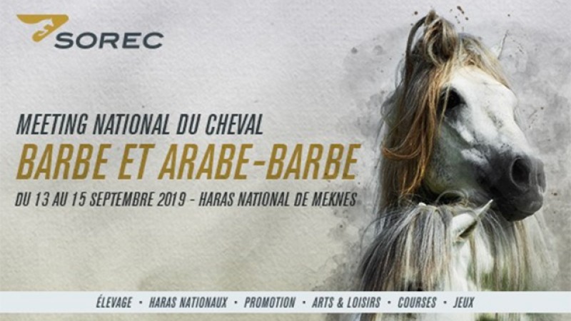 Meknès abrite le 3è meeting national du cheval barbe et arabe-barbe