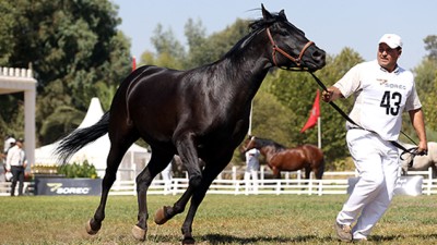 Meknès: Quelque 180 éleveurs au 2è concours inter-régional des chevaux Barbe et Arabe-Barbe