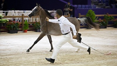 8e édition du Salon du Cheval d’El Jadida : Une journée sous le signe du Portugal et du cheval Arabe