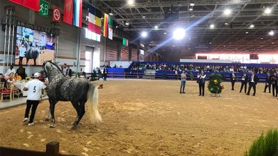 Salon du cheval d'El Jadida: "Errafiae" remporte la Coupe des champions des chevaux Arabe-Barbes (Classe Étalons Juniors)