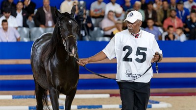 Salon du cheval d'El Jadida.. "Hammam Yassir" remporte la Coupe des champions des chevaux Arabe-Barbes (séniors mâles)