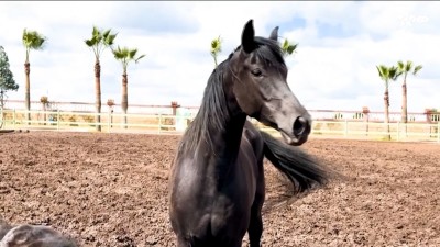 الخيل المسومة - وثائقيات الثقافية