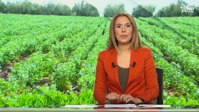 الأخبار الظهيرة الأولى 14/12/2025