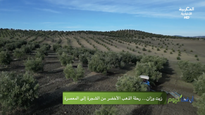 زيت وزان... رحلة الذهب الأخضر من الشجرة إلى المعصرة - Ardouna Al Yawm
