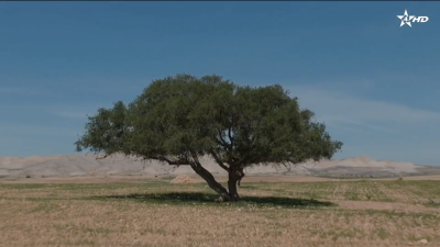 أبحاث علمية لتثمين وإنقاذ شجر الأركان - Al Bahit