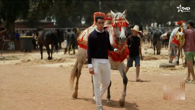 يوميات جائزة الحسن الثاني للتبوريدة - 2026  - Trophée Hassan II de Tbourida 2026