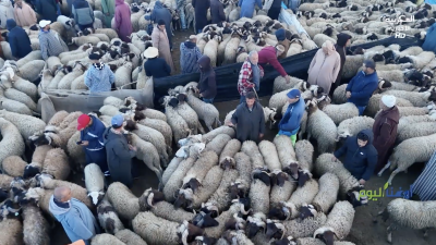 خنيفرة… الطريق إلى عيد الأضحى - أرضنا اليوم